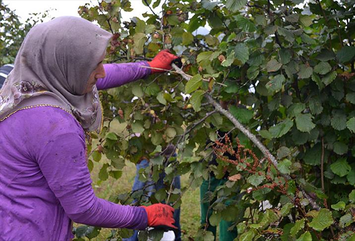 Fındık üreticisine 788 milyon liralık destek