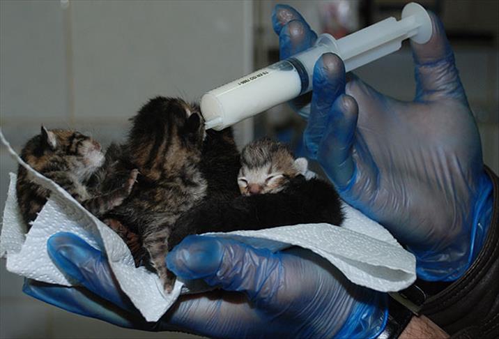 Yapışık altız kedi yavruları görenleri şaşırtıyor