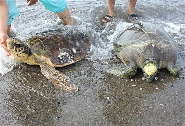 Kaplumbağalara denizde fizik tedavi