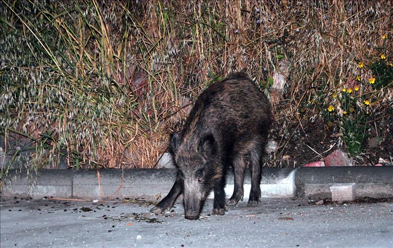 Herd of wild boars roam through Turkish tourist area