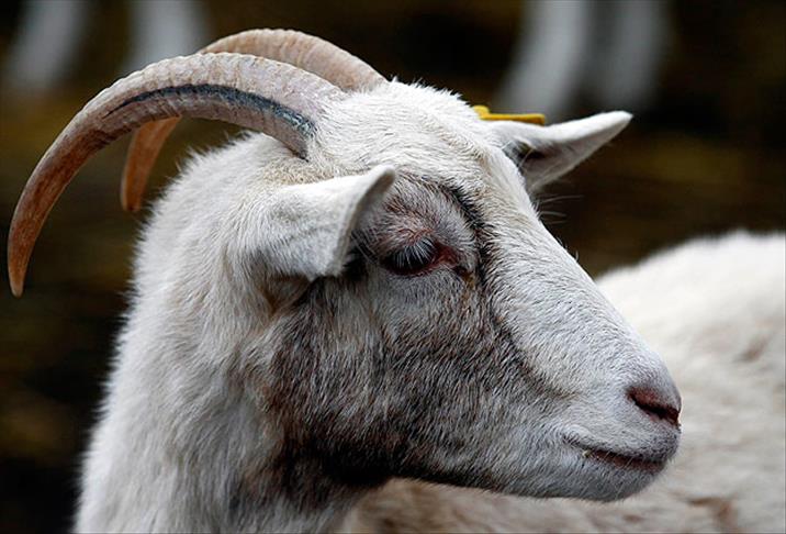 Ankara keçileri "tüp bebek" yöntemiyle çoğalacak