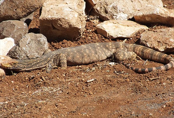 Şanlıurfa'da "çöl varanı" yakalandı