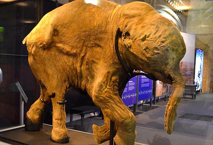 42 bin yıllık mamut yavrusu Londra'da sergileniyor