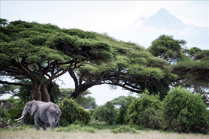 Tourists flock to Kenya for 'Great Migration'