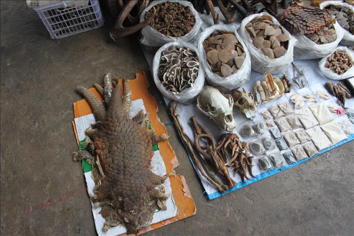 26 new species found in Myanmar region rife with poachers