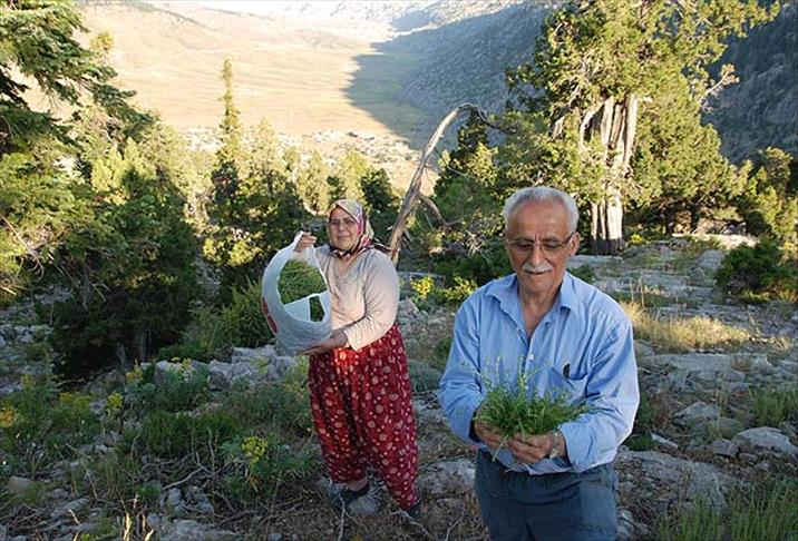 Akseki'den şifa kaynağı kekik