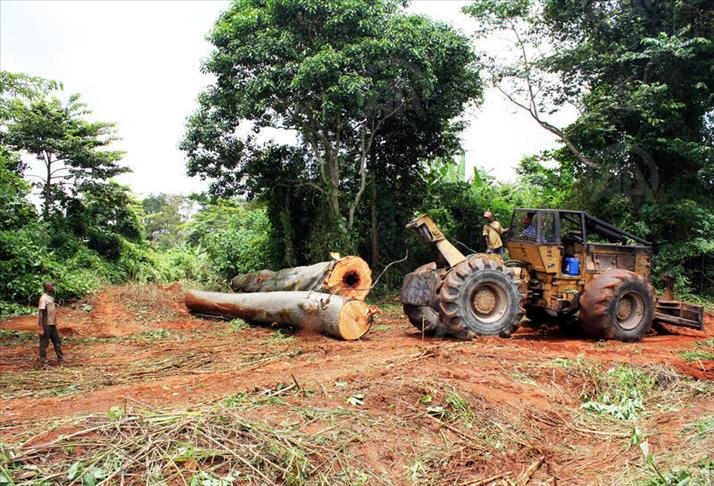Côte d’Ivoire: l’Etat part en guerre contre la déforestation