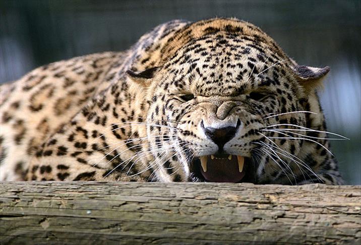 Kendisine saldıran leoparı kürekle öldürdü