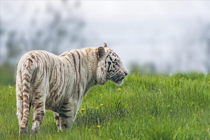 White tiger kills man in Indian zoo