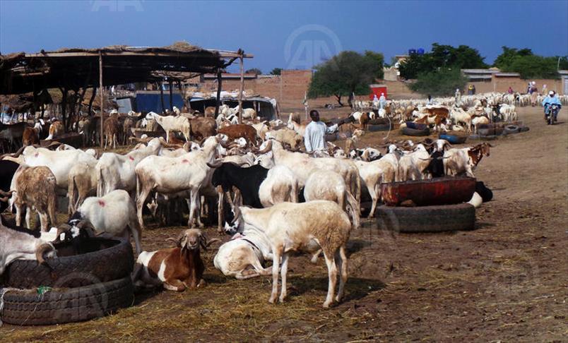 Tchad: Boko Haram régule les prix du mouton de l'Aïd