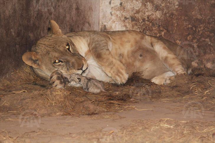 Cambodge: Saisie d’animaux menacés à la Chambre de commerce chinoise de Phnom Penh