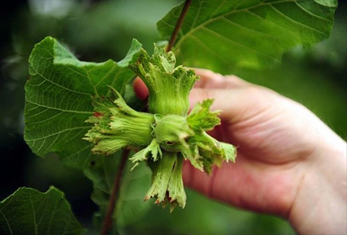 Yesil Altin 122 Ulkede Sofralari Susluyor