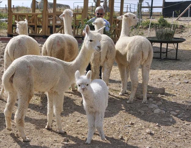 تركيا تشهد ولادة أول حيوان "ألبكة"