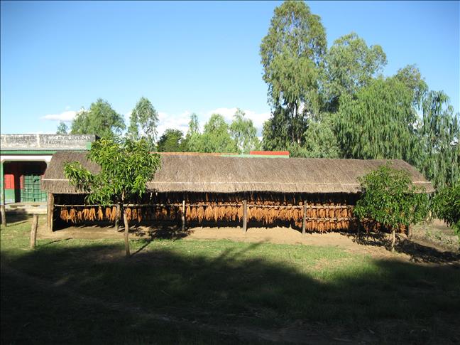 Malawi tobacco growers between rock, hard place