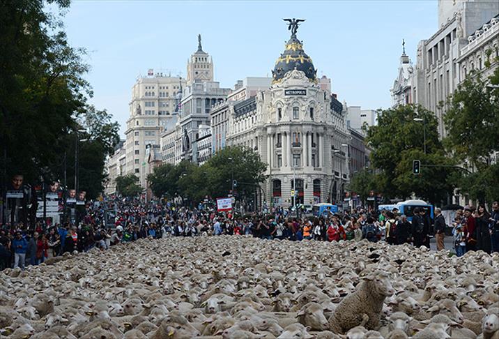 Madrid'de 2 bin koyun şehre indi