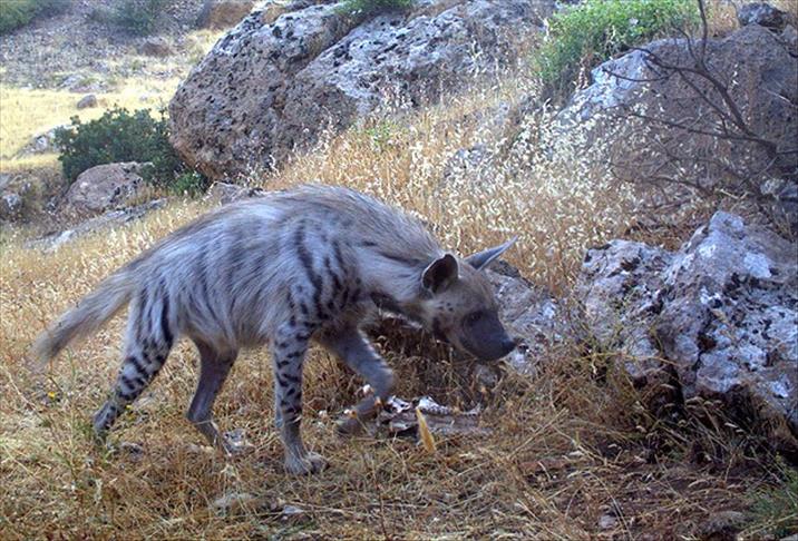 Kayip Cizgili Sirtlan Araniyor