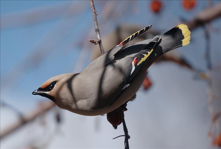 Tipsy Canadian birds sober up in drunk tanks