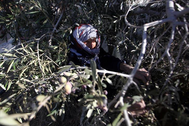 Tunisie: La cueillette des olives et des dattes impacte à la baisse la participation au vote