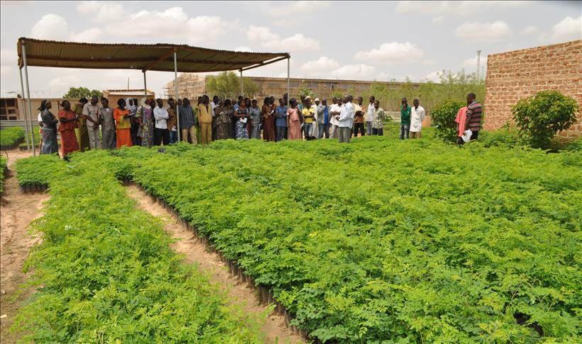 Burkina Faso : agriculteurs contre oiseaux migrateurs