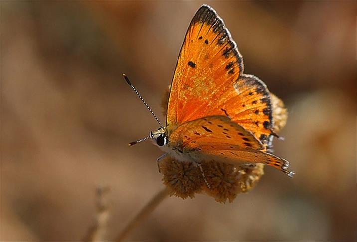 Hatay'da 6 yeni kelebek türü gözlendi