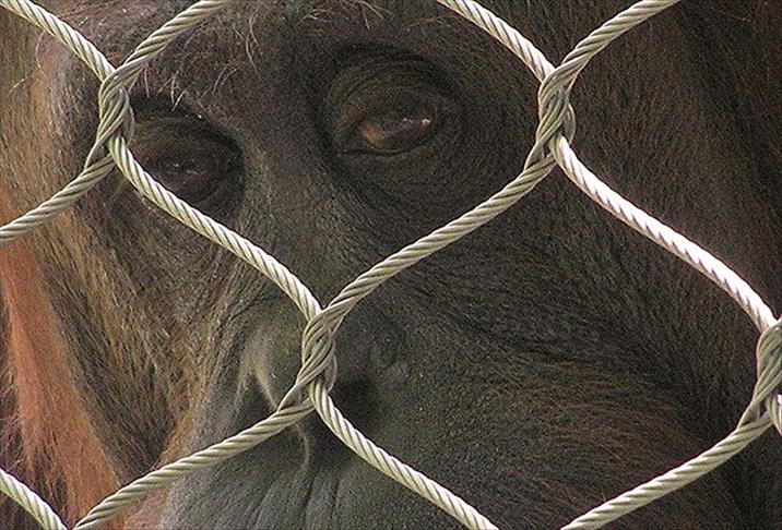 Argentina: Sud oslobodio orangutana iz neuvjetnog zoološkog vrta