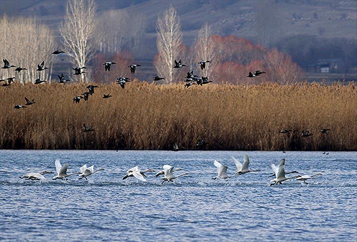 Van Gölü'nün "asil" ziyaretçileri: Kuğular