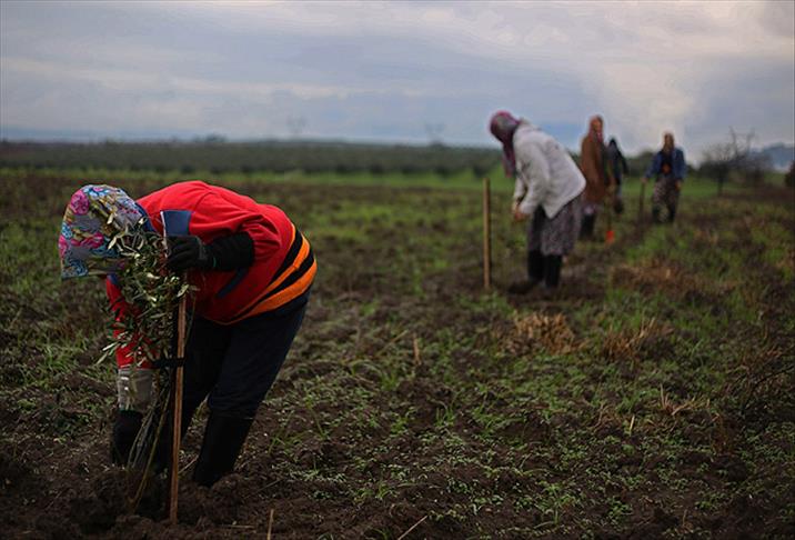 Soma'ya 60 bin zeytin fidanı dikiliyor