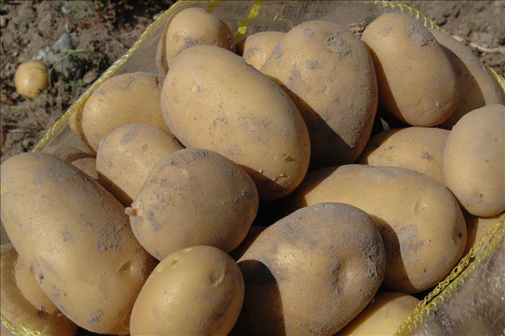 Sewing needles found in Canadian potatoes