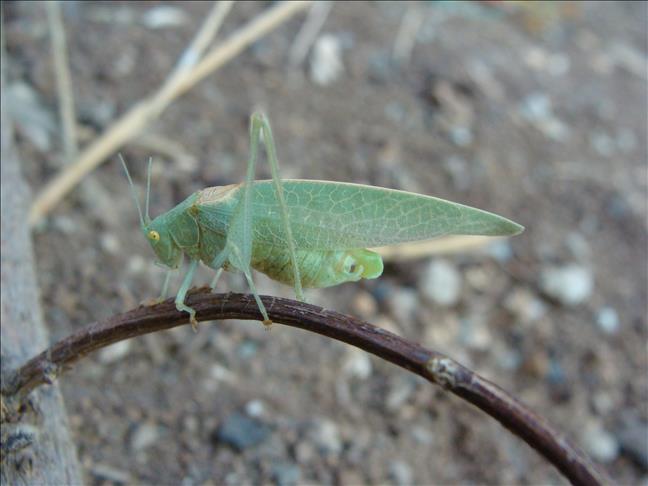 Canadian farmers see crickets as solution to world hunger