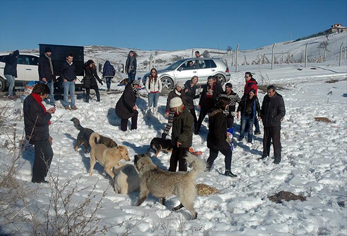 Karda aç kalan köpeklere "mama desteği"