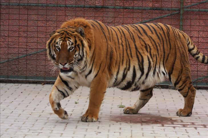 Cambodia considering reintroducing tigers