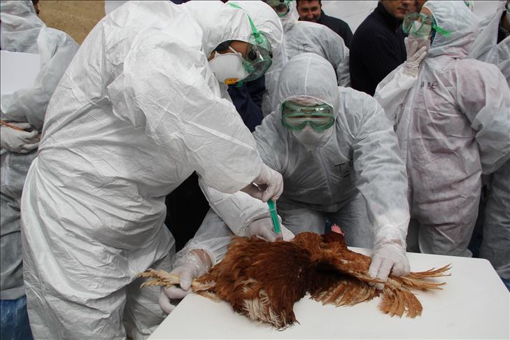 L’Egypte confirme un dixième décès par grippe aviaire en 2015