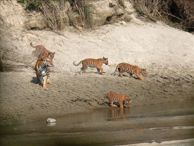 Image of King George V Shooting Tigers in Nepal, 1911 (b/w photo