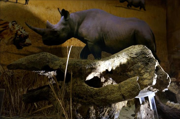 Les hippopotames sont arrivés en Afrique bien avant les fauves