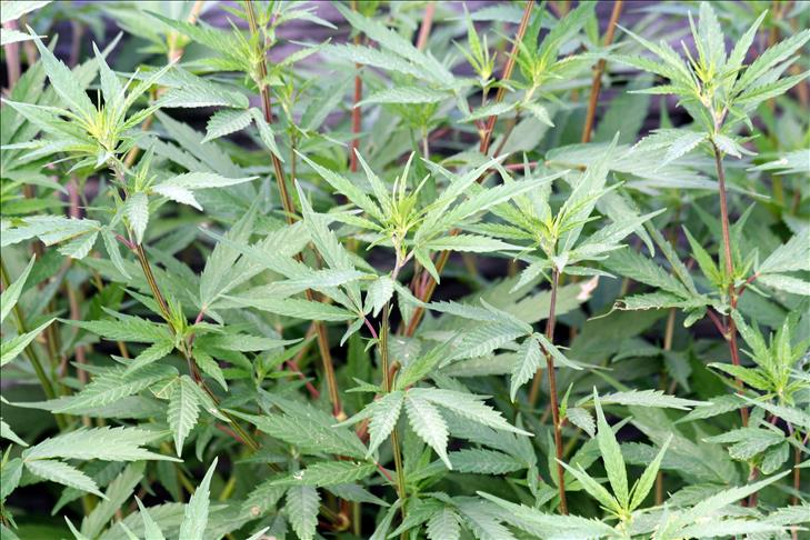 La Jamaique autorise chaque citoyen à détenir 57g de Marijuana