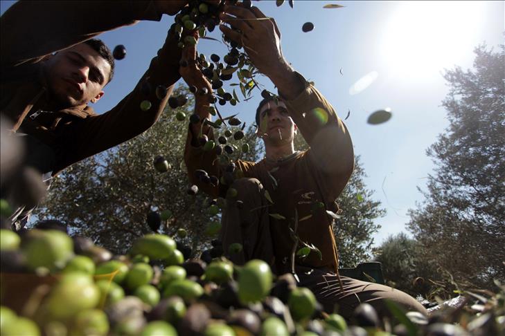 Un composant d’huile d’olive achève les cellules cancéreuses en 1 heure seulement