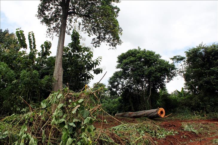 Côte d’Ivoire: 14 millions d’hectares de forêt perdus en un siècle