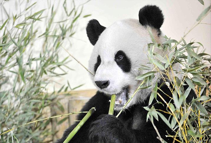 Çin'de panda nüfusu artıyor
