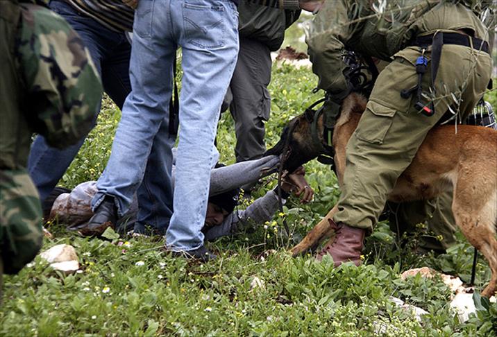 İsrailli askerlerden köpekli işkence