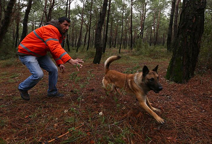 Arama kurtarma köpekleri zorlu sınavlardan geçiyor