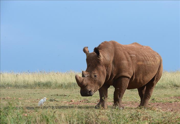 'Sudan' threatens existence of northern white rhino