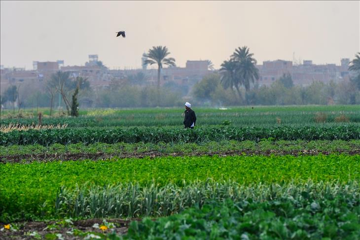 Egypte: Une compagnie émiratie investira dans le projet "Mise en valeur d'un million d'acres"