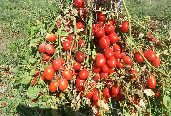 Türkiye'ye özgü "sanayilik domates"