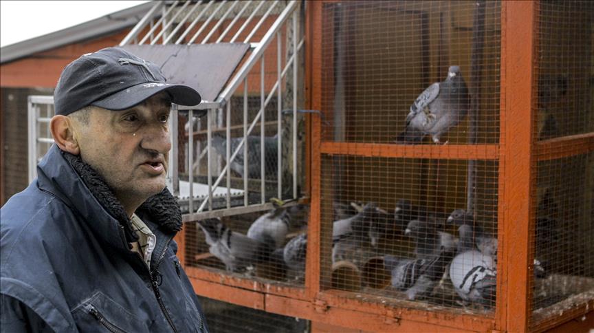 Bosnia: 'Hero' carrier pigeons reduced to racing