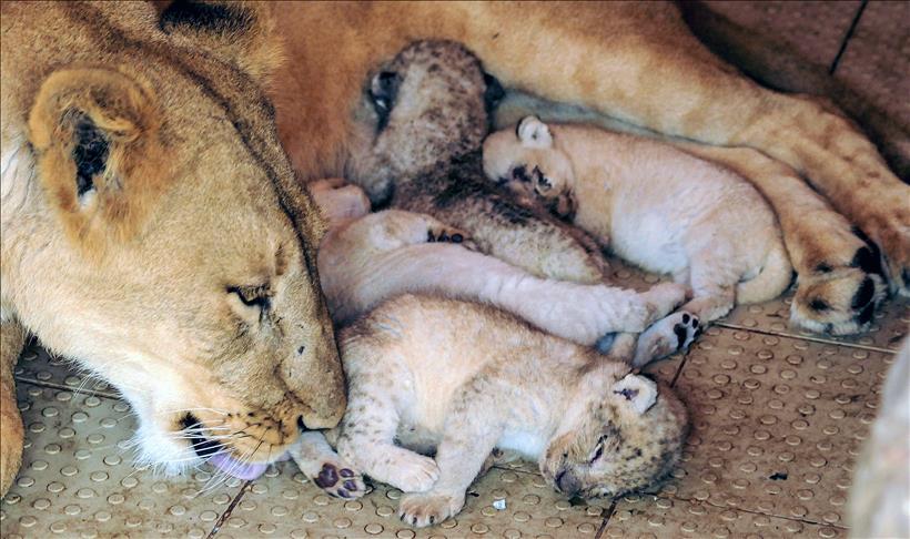 Në një pronë private në Pakistan luanesha lind pesë këlyshë