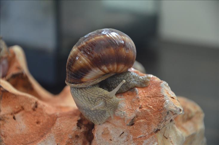 Cameroun: Ces escargots qui valent de l'or
