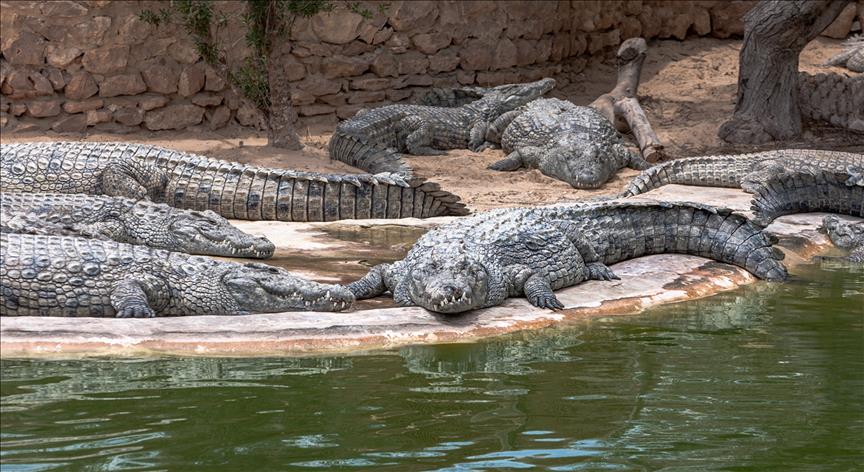 Côte d’Ivoire: Fidèles à sa mémoire, les crocodiles du président Boigny veillent encore sur sa citadelle
