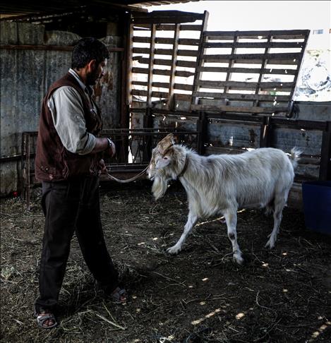 Gaza: Condamné à l'abattage un "bouc à lait" en surcis jusqu'à dimanche