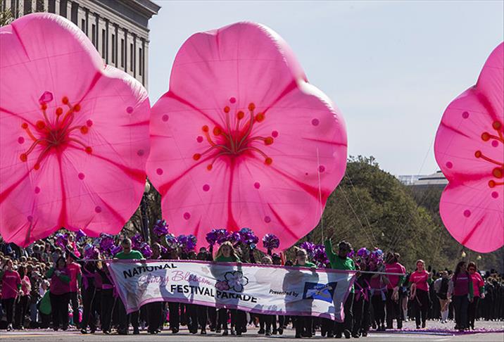 Washington'da "Ulusal Kiraz Çiçeği Festivali"
