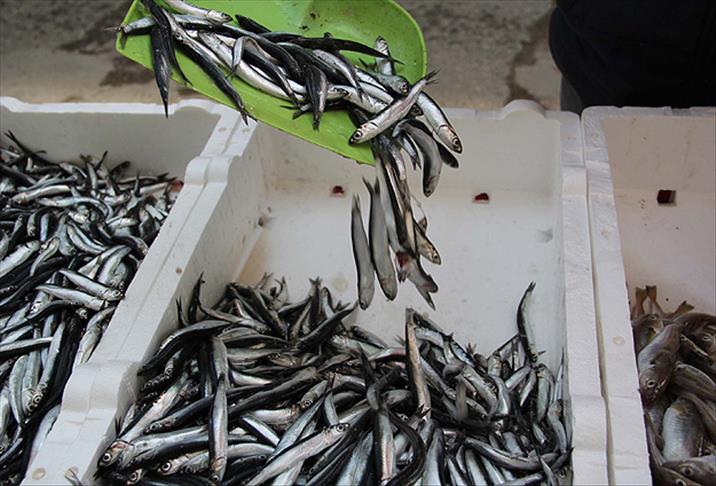 'Hamsinin erken göçü balık sezonunu etkiledi'